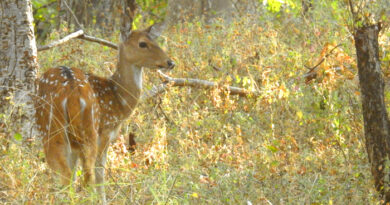 एक नवंबर से खुलेगा अचानकमार टाइगर रिजर्व, सफारी सीजन के लिए तैयारियां पूरी