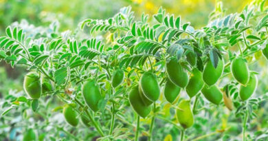 चना बीजोपचार से बढ़ेगी उपज, मिट्टी जनित बीमारियों से मिलेगी सुरक्षा