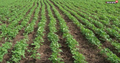 केंद्र की मंजूरी से छत्तीसगढ़ में दलहन–तिलहन उपार्जन का रास्ता साफ, खरीफ के लिए 425 करोड़ स्वीकृत