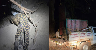 कटघोरा वनमंडल की बड़ी सफलता, फंदे में फंसे तेंदुए का रेस्क्यू, शिकारी गिरफ्तार