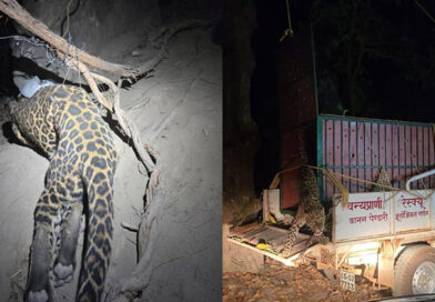 कटघोरा वनमंडल की बड़ी सफलता, फंदे में फंसे तेंदुए का रेस्क्यू, शिकारी गिरफ्तार