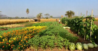 छत्तीसगढ़ में मार्च-अप्रैल में बोने योग्य फसलें और फूल