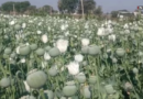 रायगढ़ में अवैध अफीम खेती पर बड़ी कार्रवाई, 72 घंटे में तीन जगहों पर छापेमारी