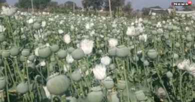 रायगढ़ में अवैध अफीम खेती पर बड़ी कार्रवाई, 72 घंटे में तीन जगहों पर छापेमारी
