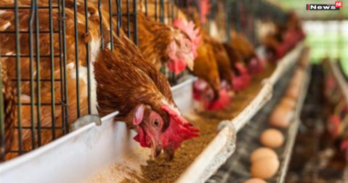 बिलासपुर में बर्ड फ्लू का कहर: 4,400 से अधिक मुर्गियों की मौत, 10 किमी क्षेत्र में अलर्ट