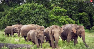 कोरबा में जंगली हाथी का हमला, धान खरीदी केंद्र प्रभारी की मौत