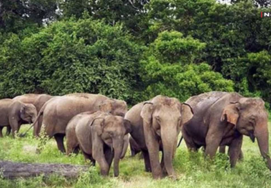 कोरबा में जंगली हाथी का हमला, धान खरीदी केंद्र प्रभारी की मौत