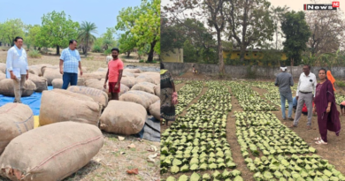 तेंदूपत्ता संग्राहकों के लिए बड़ी सौगात: आय बढ़ाने की दिशा में सरकार का अहम कदम, 920 करोड़ भुगतान का अनुमान