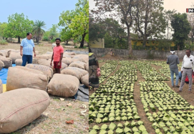 तेंदूपत्ता संग्राहकों के लिए बड़ी सौगात: आय बढ़ाने की दिशा में सरकार का अहम कदम, 920 करोड़ भुगतान का अनुमान