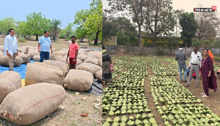 तेंदूपत्ता संग्राहकों के लिए बड़ी सौगात: आय बढ़ाने की दिशा में सरकार का अहम कदम, 920 करोड़ भुगतान का अनुमान
