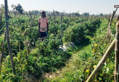 सफलता की कहानी: ग्राफ्टेड टमाटर की खेती से किसान दुबेलाल की बढ़ी आय