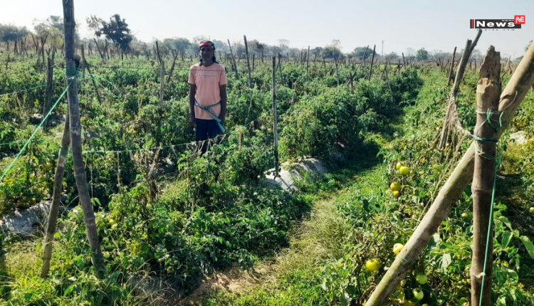 सफलता की कहानी: ग्राफ्टेड टमाटर की खेती से किसान दुबेलाल की बढ़ी आय
