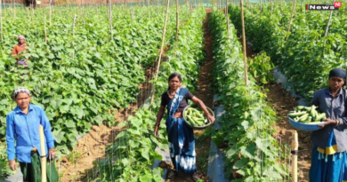 खीरा की खेती से सुभद्रा बनीं आत्मनिर्भर, ‘लखपति दीदी’ का दर्जा हासिल