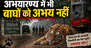 अभयारण्य में भी बाघों को अभय नहीं